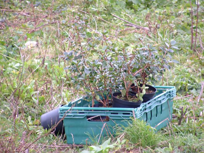 3 Planting Trees (10)